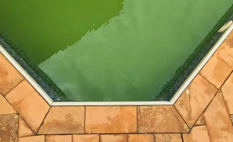 Pool algae treatment in Metro Atlanta that removes green water, restores clarity, and balances chemistry for safe, clean, swim-ready pools.