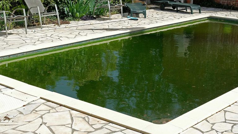 Green pool water from an algae bloom in an Atlanta backyard pool