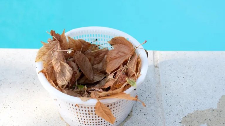 Storm debris and leaves collected in a pool skimmer after an Atlanta thunderstorm